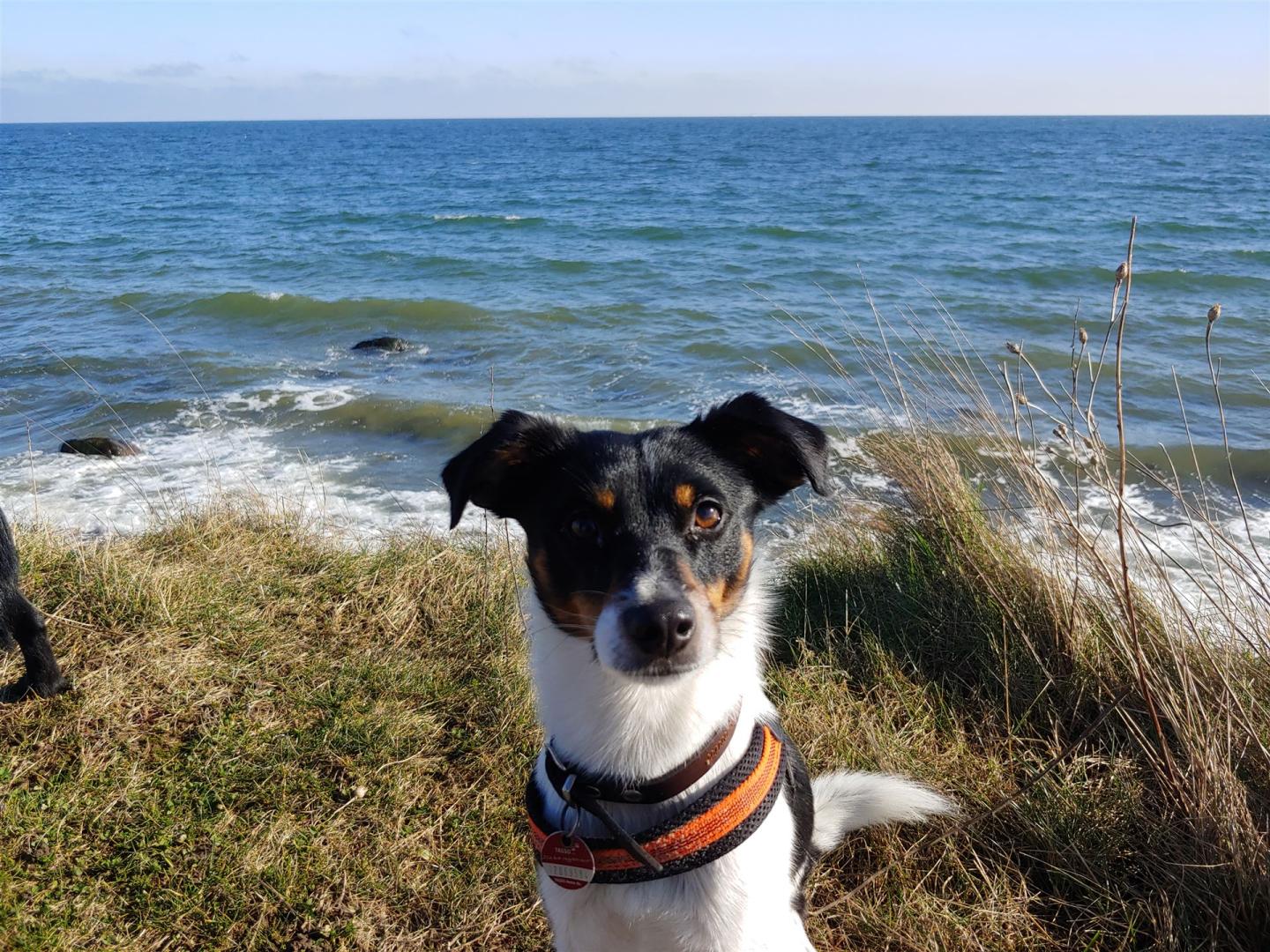 Hund an der Ostsee